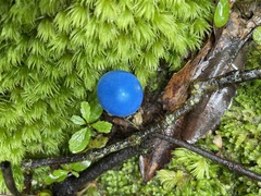 Entoloma hochstetteri