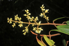 Miconia miocarpa