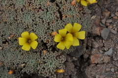 Oxalis erythrorrhiza
