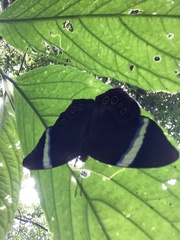 Amnosia decora