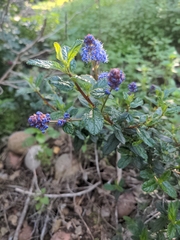 Ceanothus