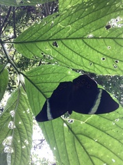 Amnosia decora