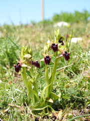 Ophrys promontorii