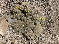 Oxalis erythrorrhiza