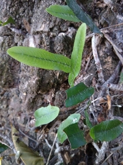 Microgramma mortoniana