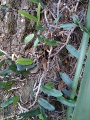 Microgramma mortoniana