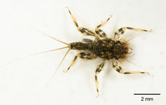 Tricorythidae