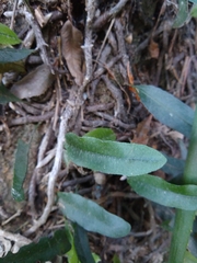 Microgramma mortoniana