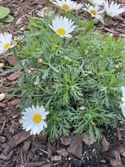 Argyranthemum