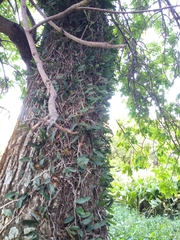 Microgramma mortoniana