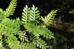 Weinmannia trichosperma
