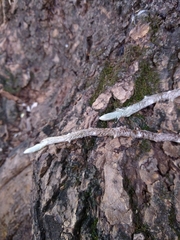 Microgramma mortoniana