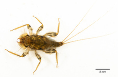 Tricorythidae