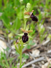 Ophrys sphegodes passionis