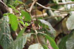 Heliconius clysonymus