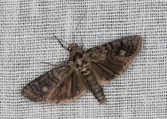 Cryptoblabes euraphella