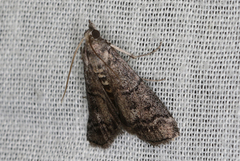 Cryptoblabes euraphella