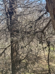 Baeolophus atricristatus