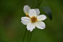 Bidens aurea