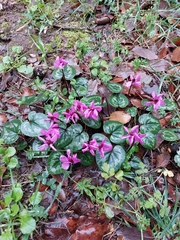 Cyclamen coum