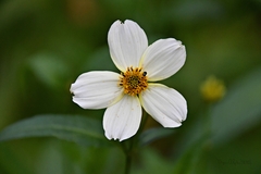Bidens aurea