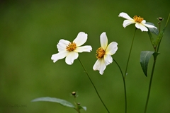 Bidens aurea