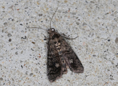 Cryptoblabes euraphella