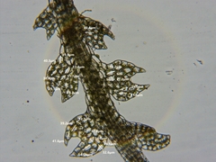 Fuscocephaloziopsis lunulifolia