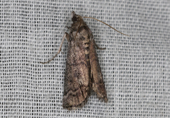 Cryptoblabes euraphella
