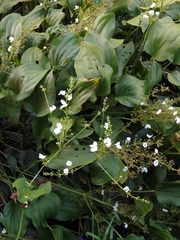 Echinodorus grandiflorus