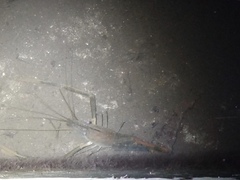 Macrobrachium acanthurus