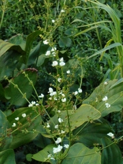 Echinodorus grandiflorus