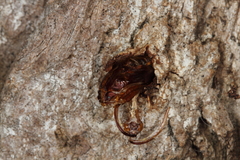 Eusphecia pimplaeformis