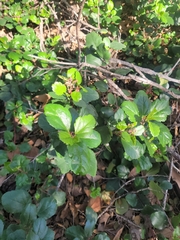 Ribes viburnifolium