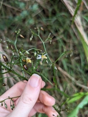 Dianella sandwicensis