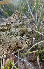Urobatis jamaicensis