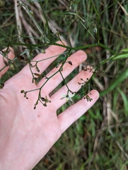 Dianella sandwicensis