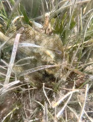 Urobatis jamaicensis