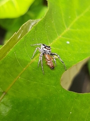 Leptofreya ambigua