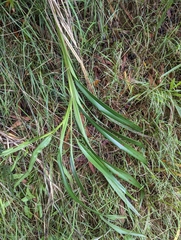 Dianella sandwicensis