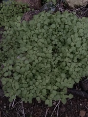 Pterostegia drymarioides