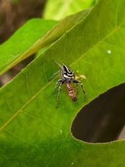 Leptofreya ambigua