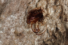 Eusphecia pimplaeformis