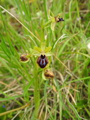 Ophrys sphegodes passionis