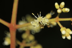 Miconia miocarpa