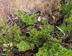 Myrothamnus flabellifolius