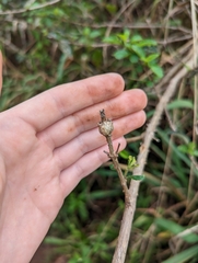 Eutreta xanthochaeta