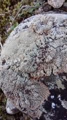 Lecanora campestris