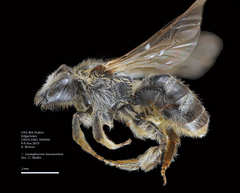 Lasioglossum leucozonium