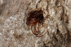 Eusphecia pimplaeformis